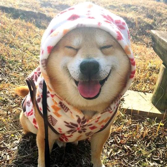 一只狗🐶'mi