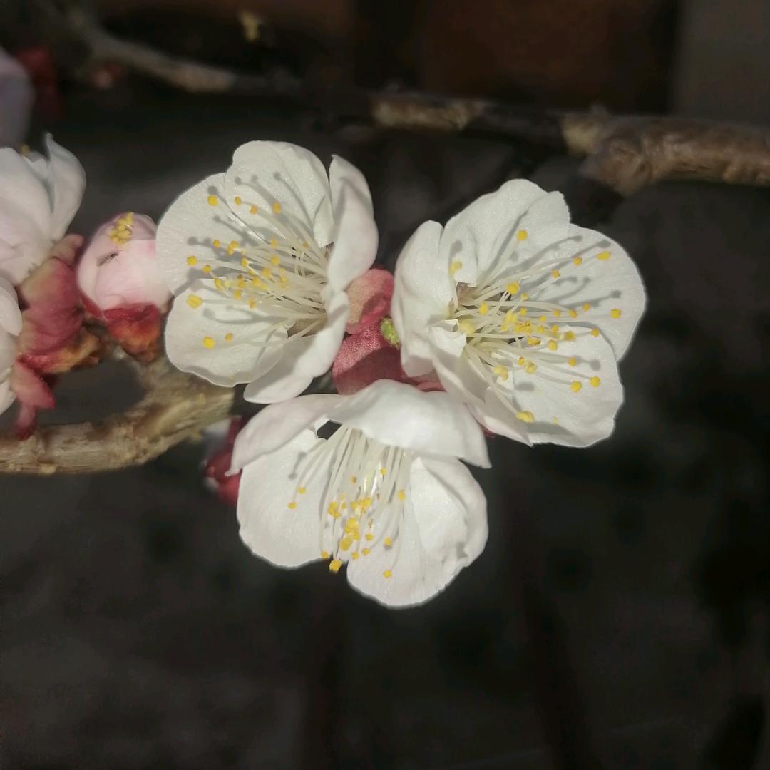 兜兜