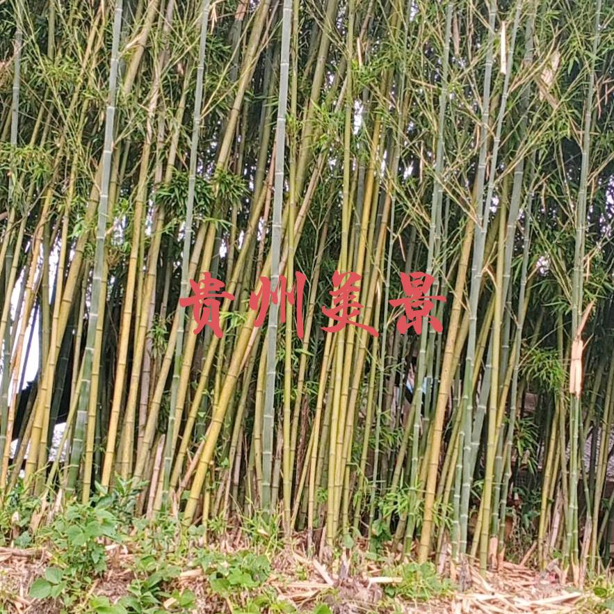 红马