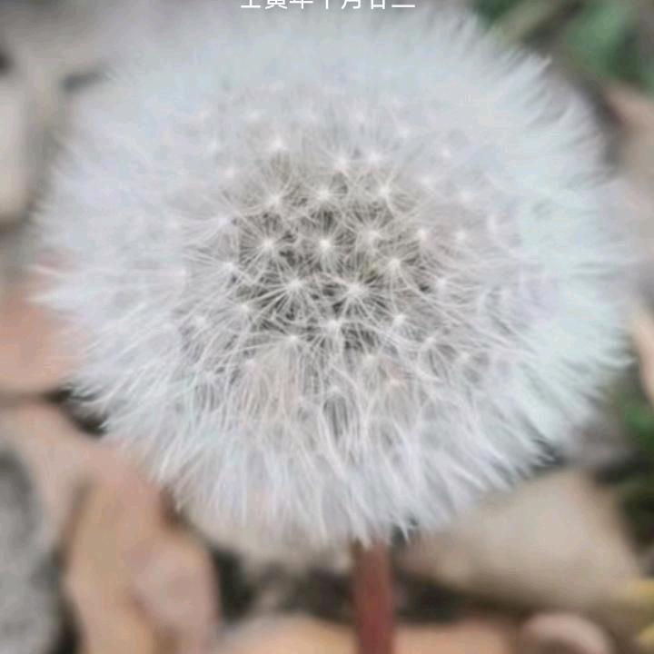 简简单单的幸福