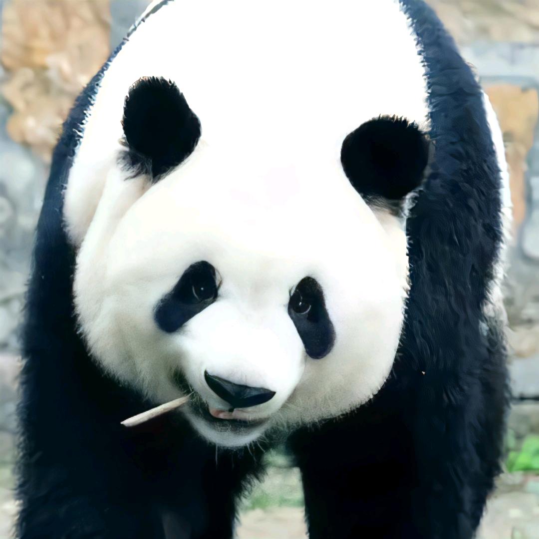 瓦列格