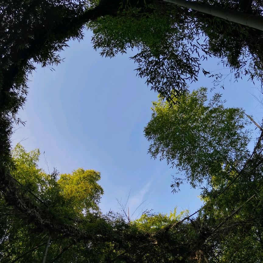 疏星淡月