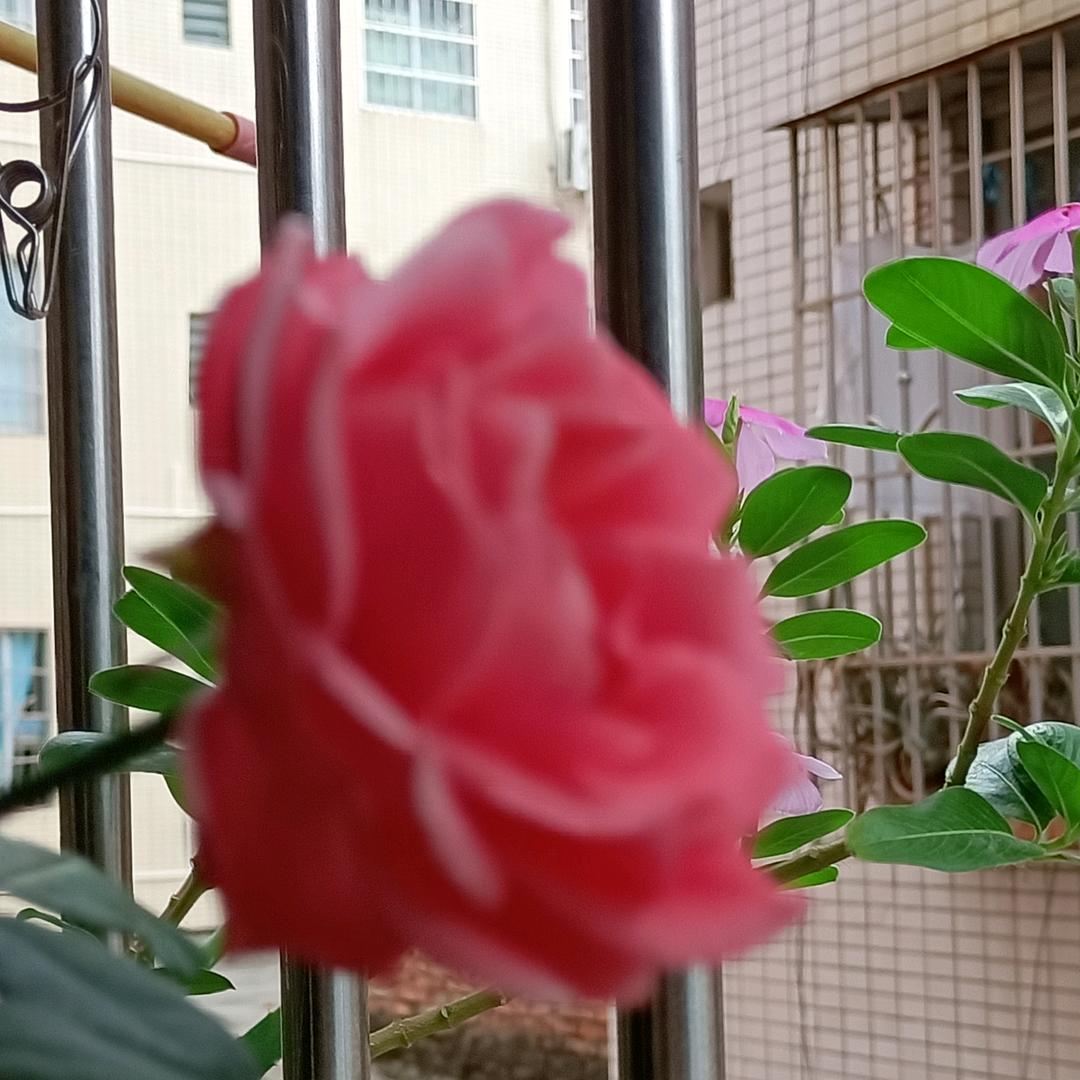 .梅花