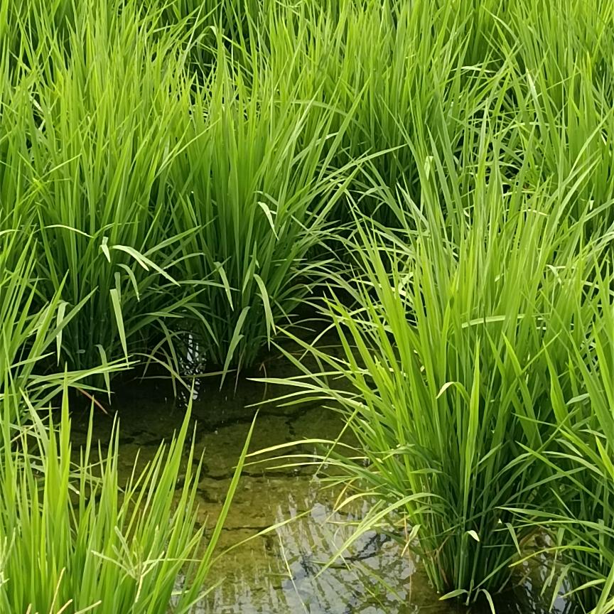 但行好事，莫问前程