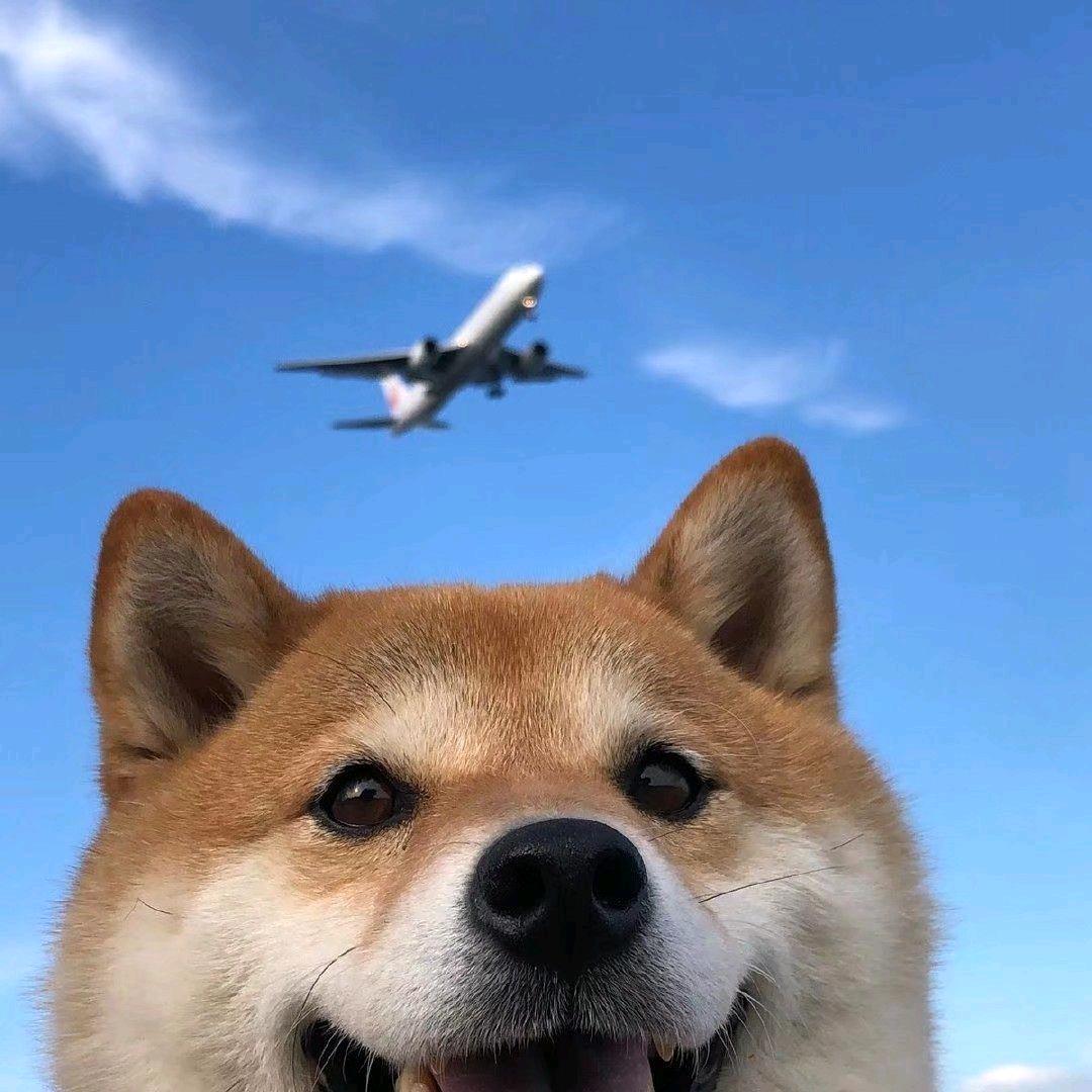 梵高的二手相机