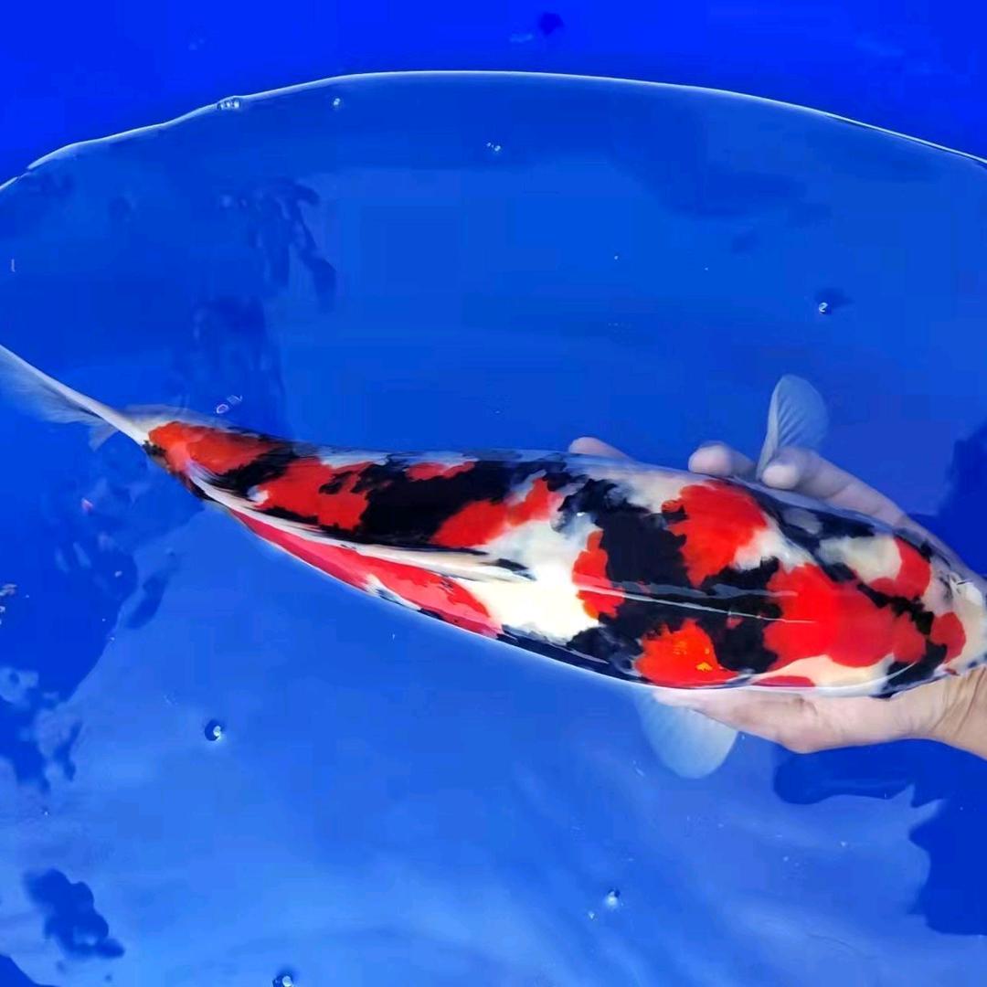 强哥锦鲤批发零售