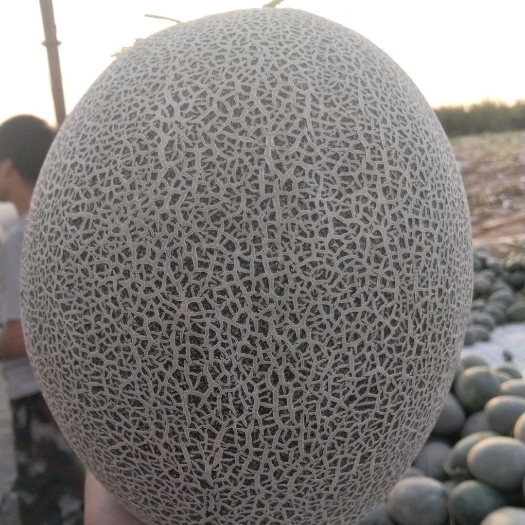 小倪装瓜队一条龙服务