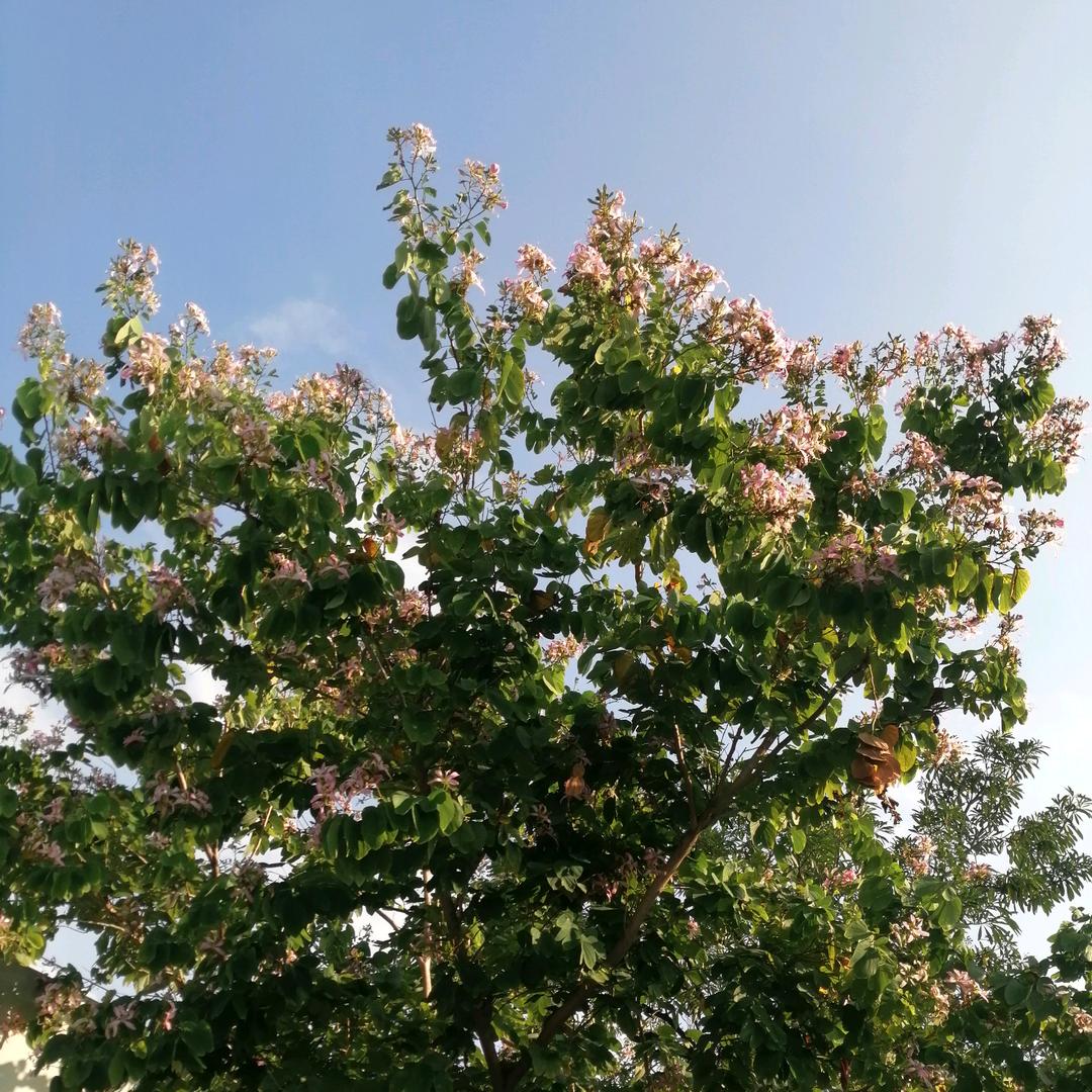 ঞᩚꦿ葑訫ꦿꦿ꯭💗ꦿ鎖愛