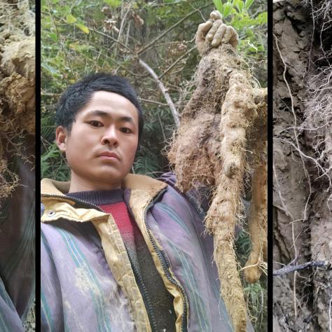 人都是野生的