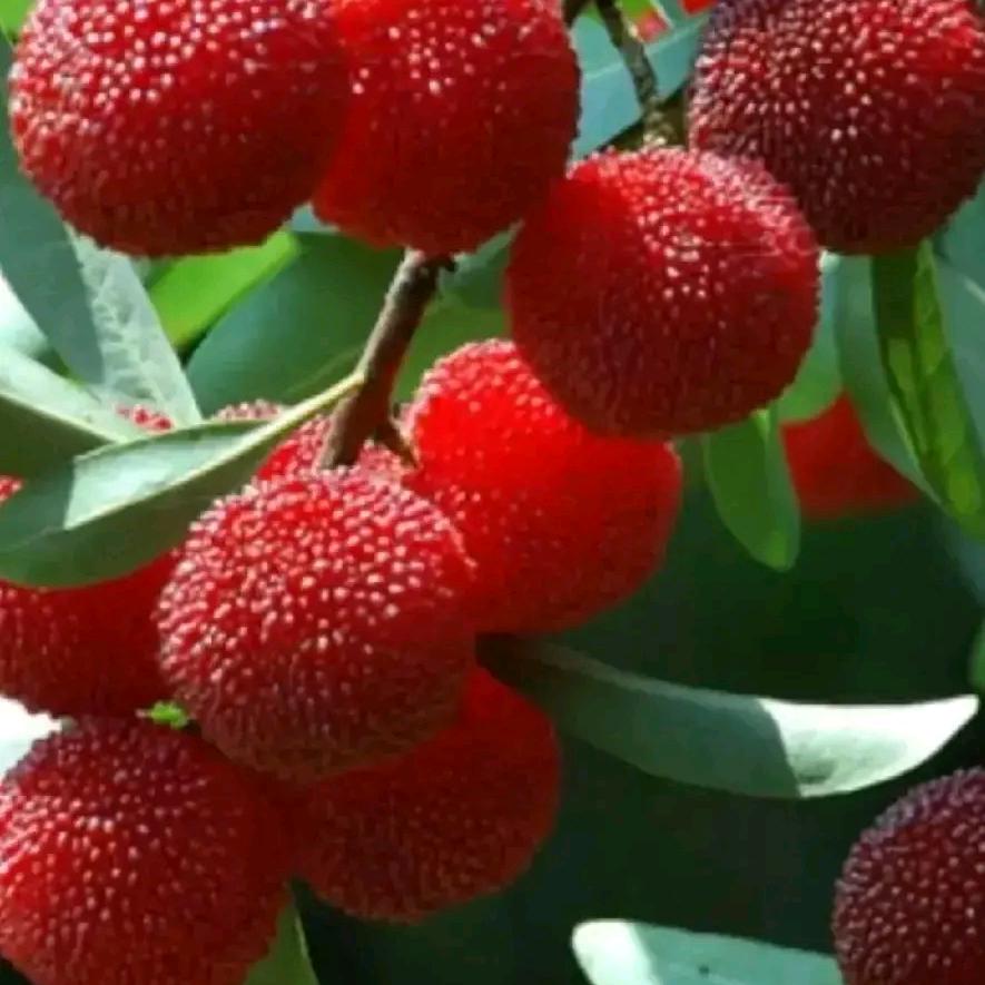 程姐(拒绝私聊）