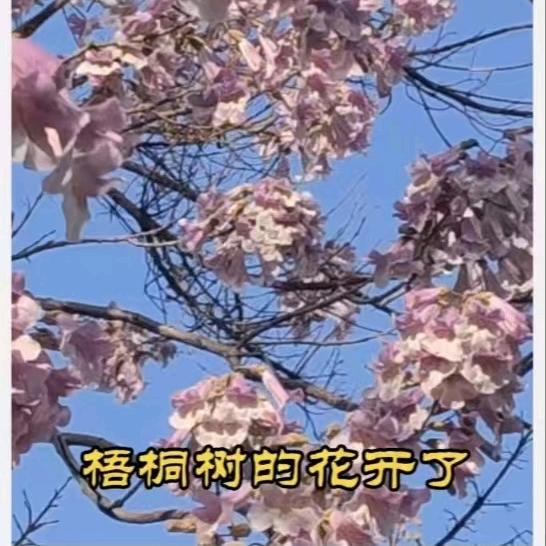 老梧桐树