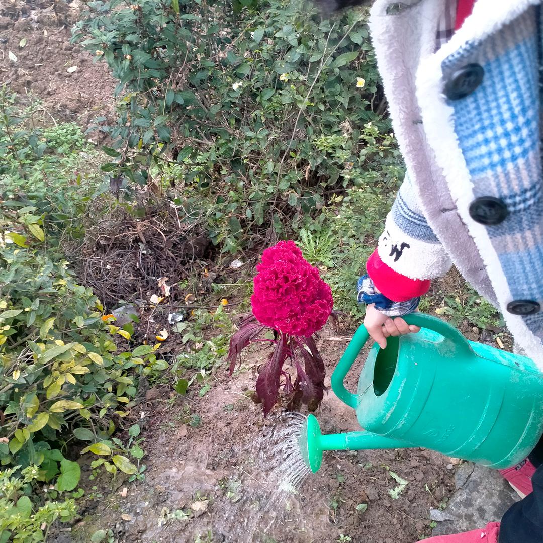 琴琴