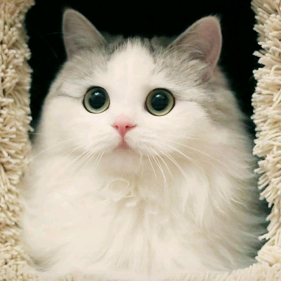 菲猫呼呼头像