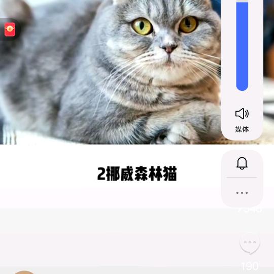 猫闪电