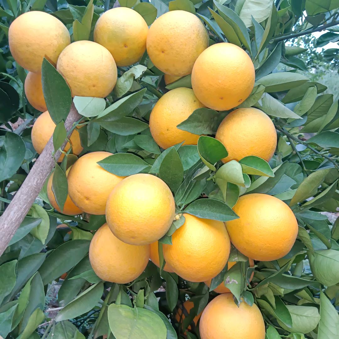 橙子🍊🍊🍊🍊小哥
