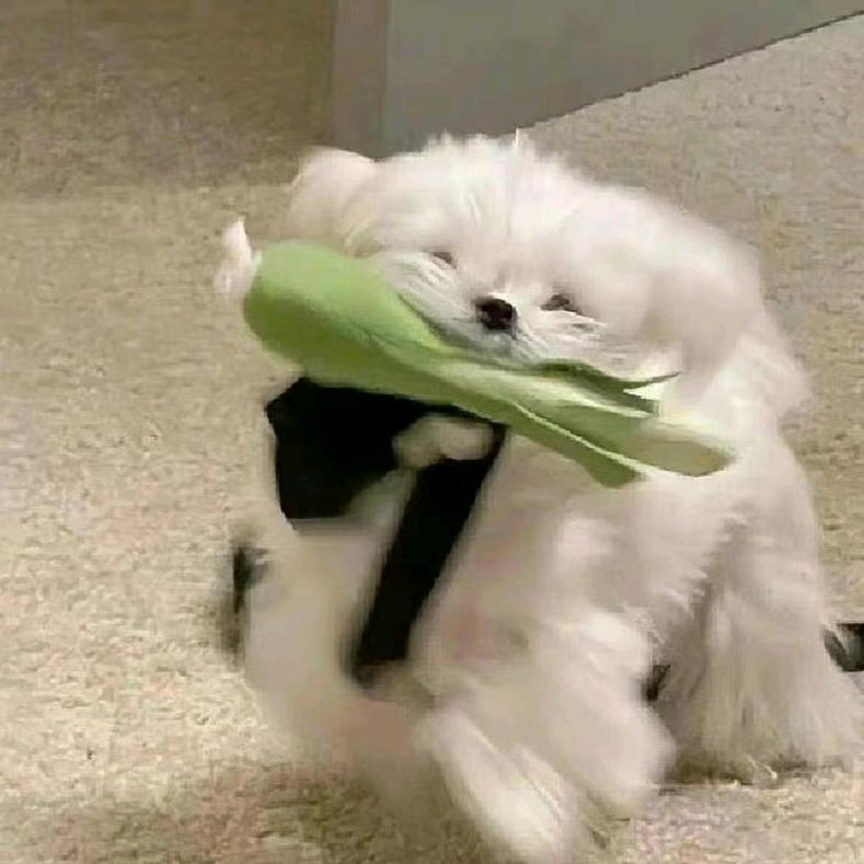 ヾ梨花先雪