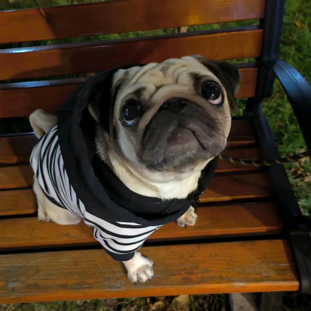 巴哥犬金蛋