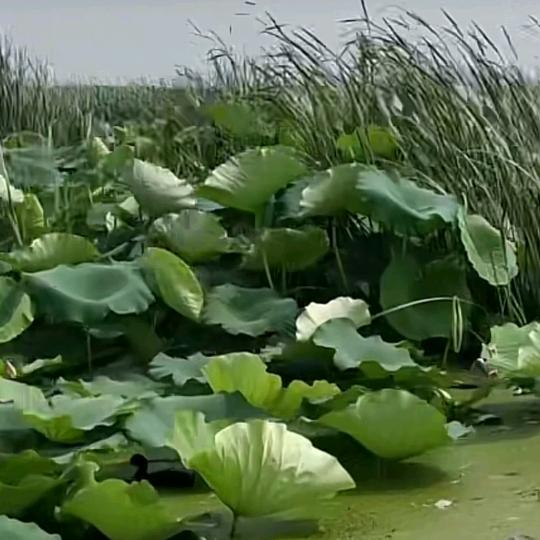 顺其自然、随意而安