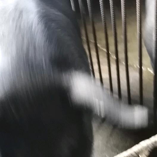 家养黑猪，不吃饲料，吃五谷杂粮
