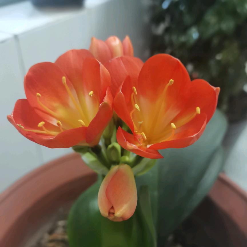王秋萍