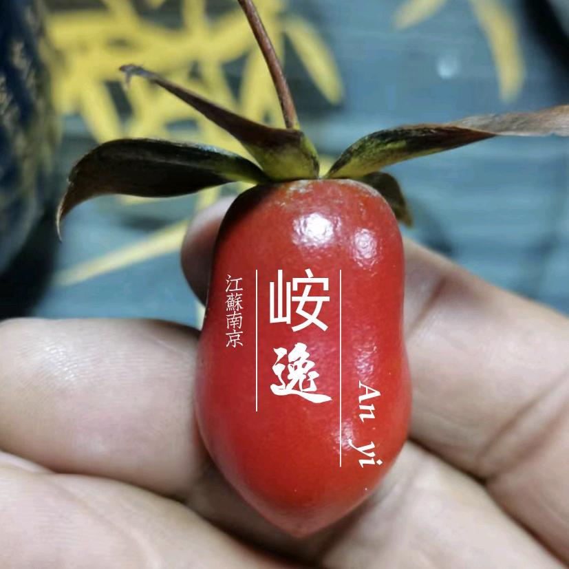 峖逸老鸦柿