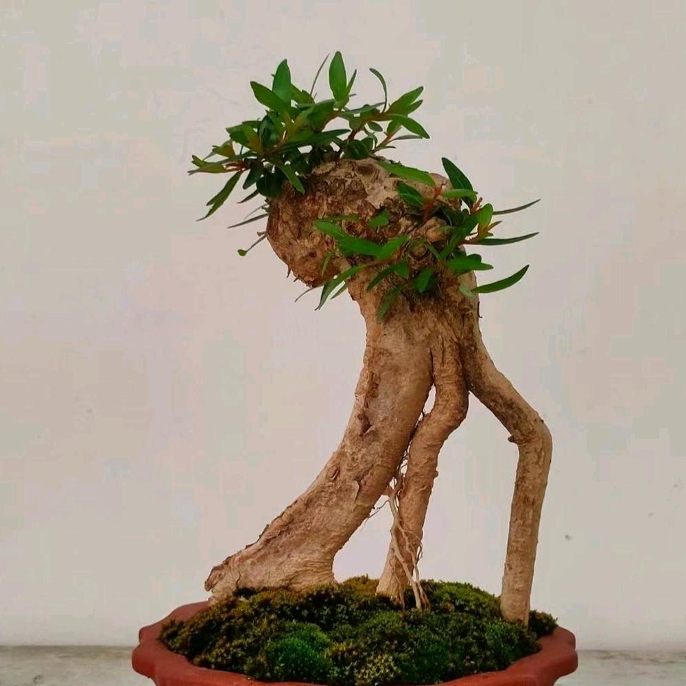 汇彩绿植店