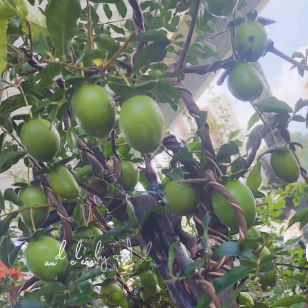 播州区龙坑薪妹盆景店