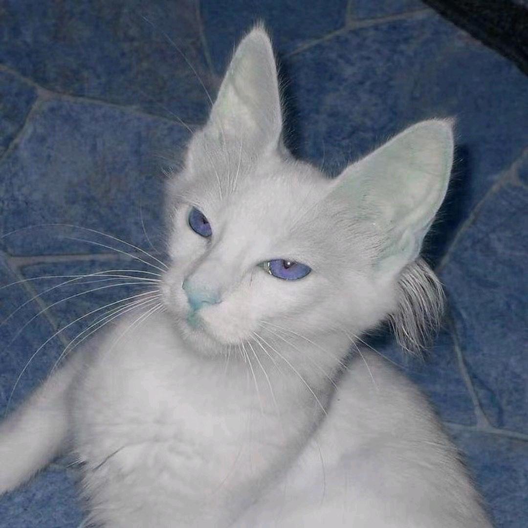 hyunee