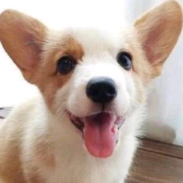 星语童裳