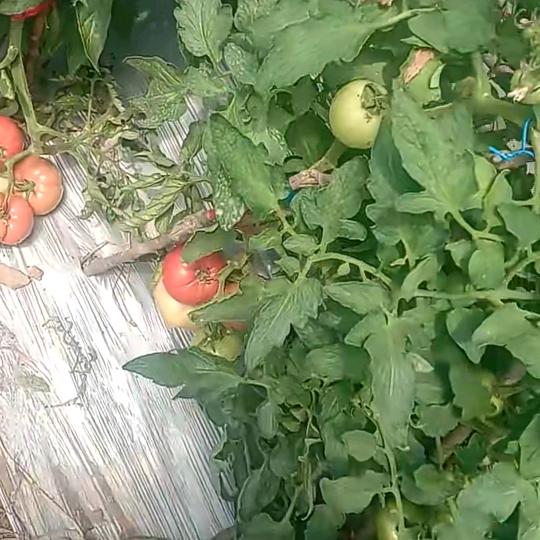 简单点🍅