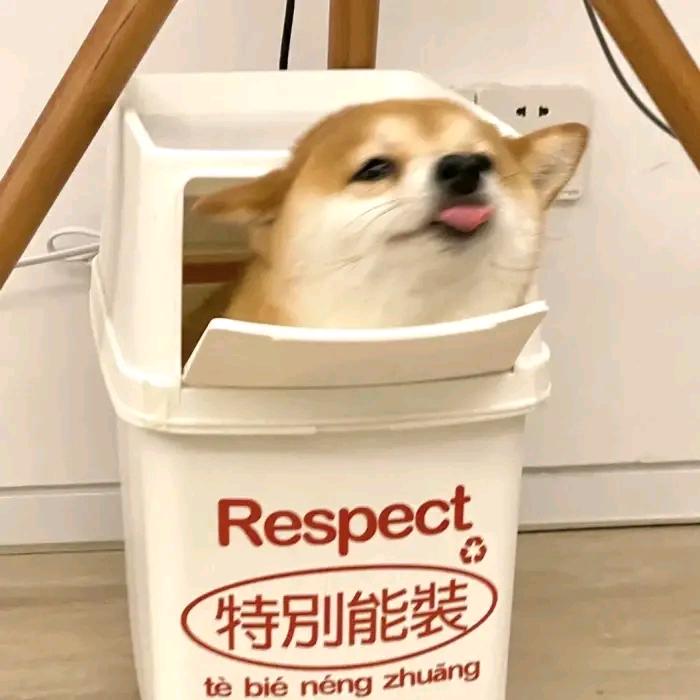 梦幻西游小怨种