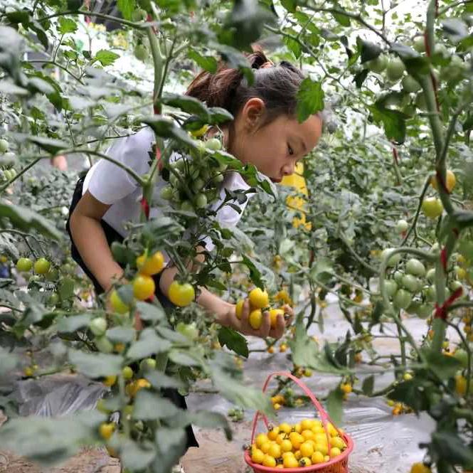 壹陆红农业唐伟