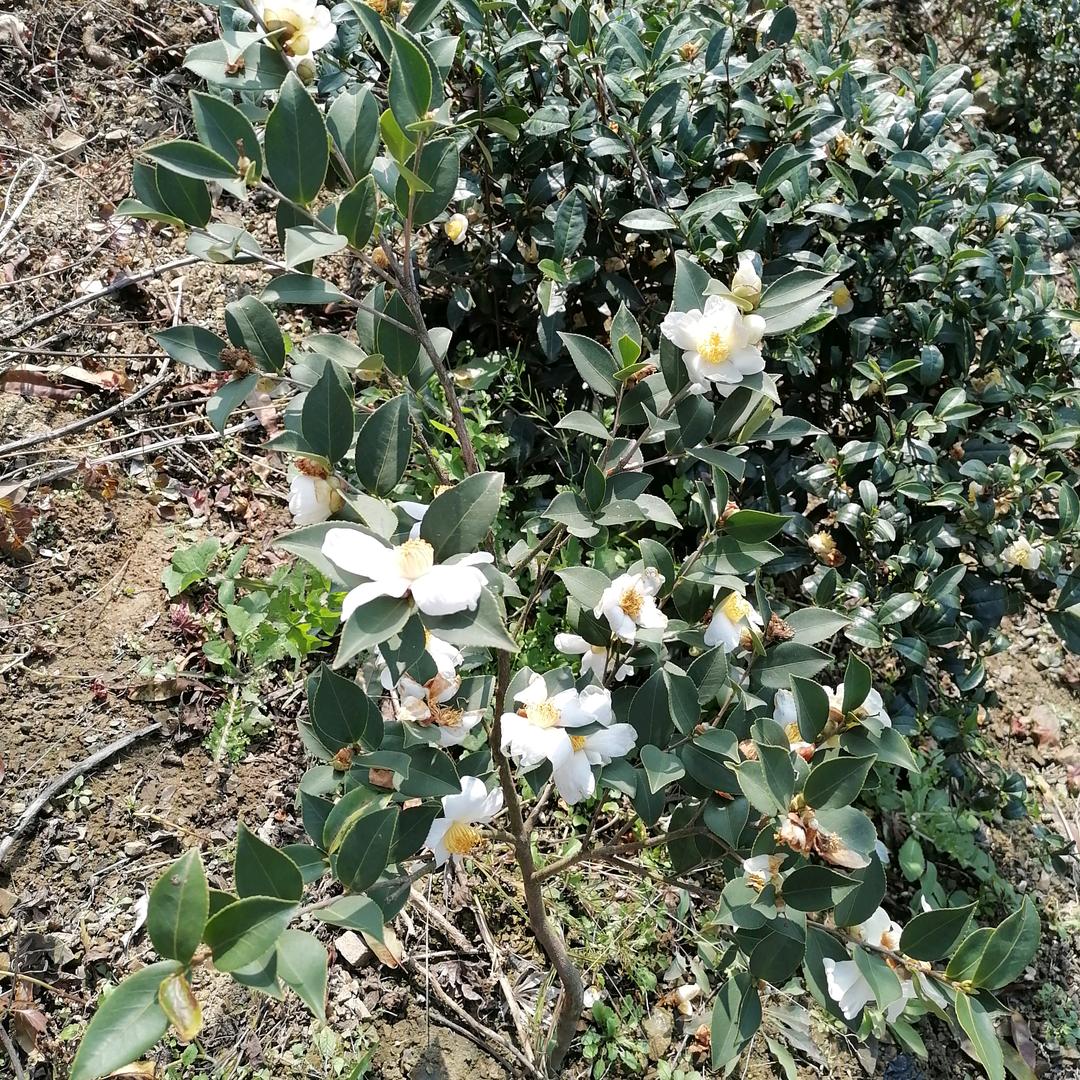 小菲菲