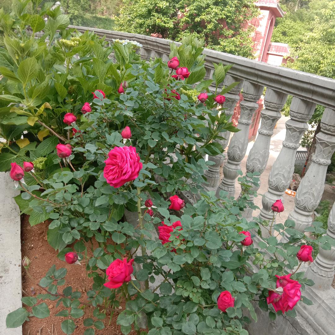李氏中草药