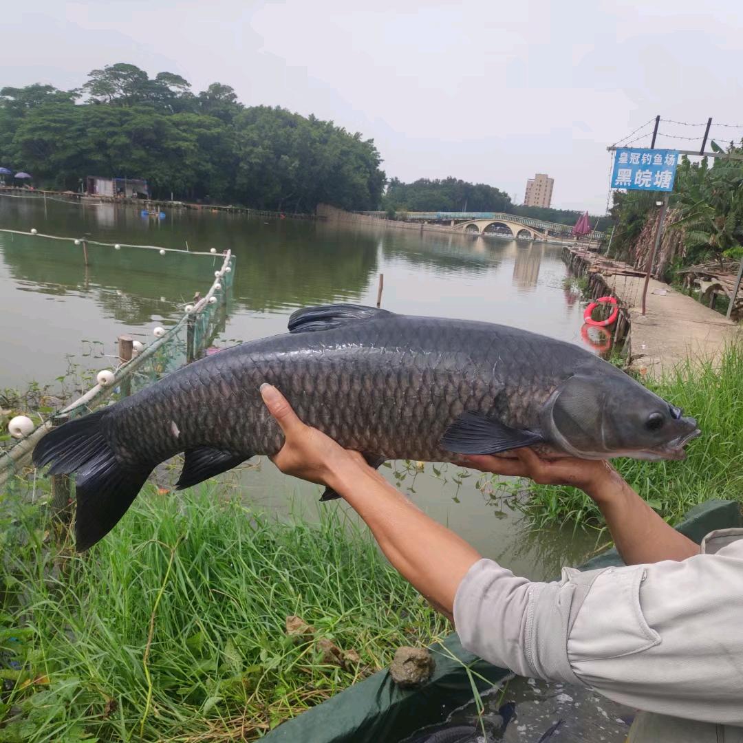 宝安沙井皇冠钓鱼场（超高密度）