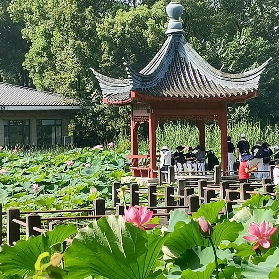 杨158716865