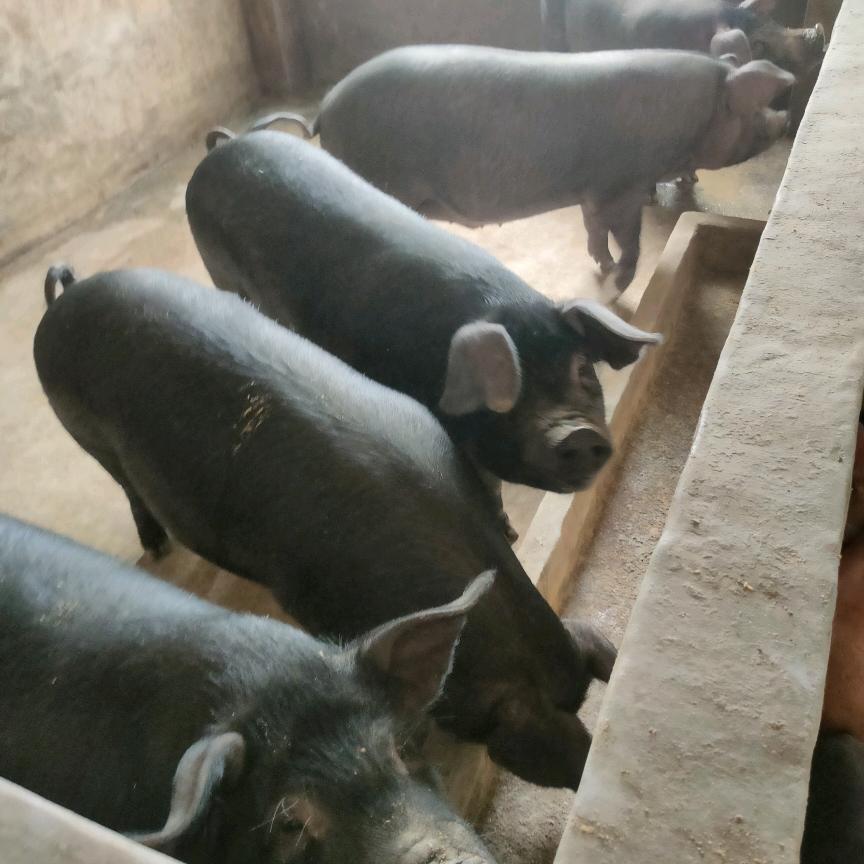 岳西佳益黑毛土猪一号