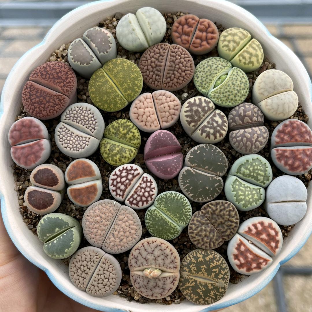 潍坊异植园艺