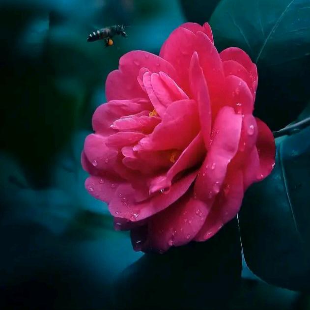 青城樱花🎱