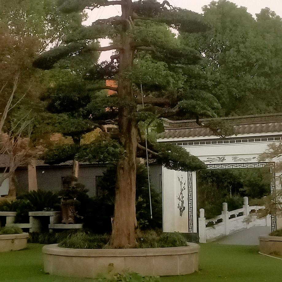 各种树木造型及修剪