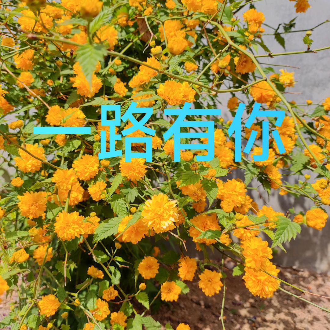 一路有你