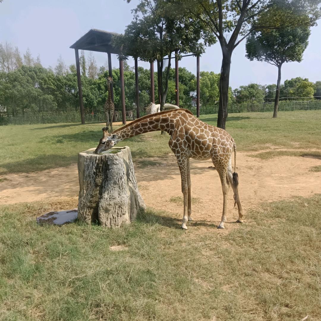 圆丢丢