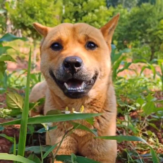 托着腮在想@抖音