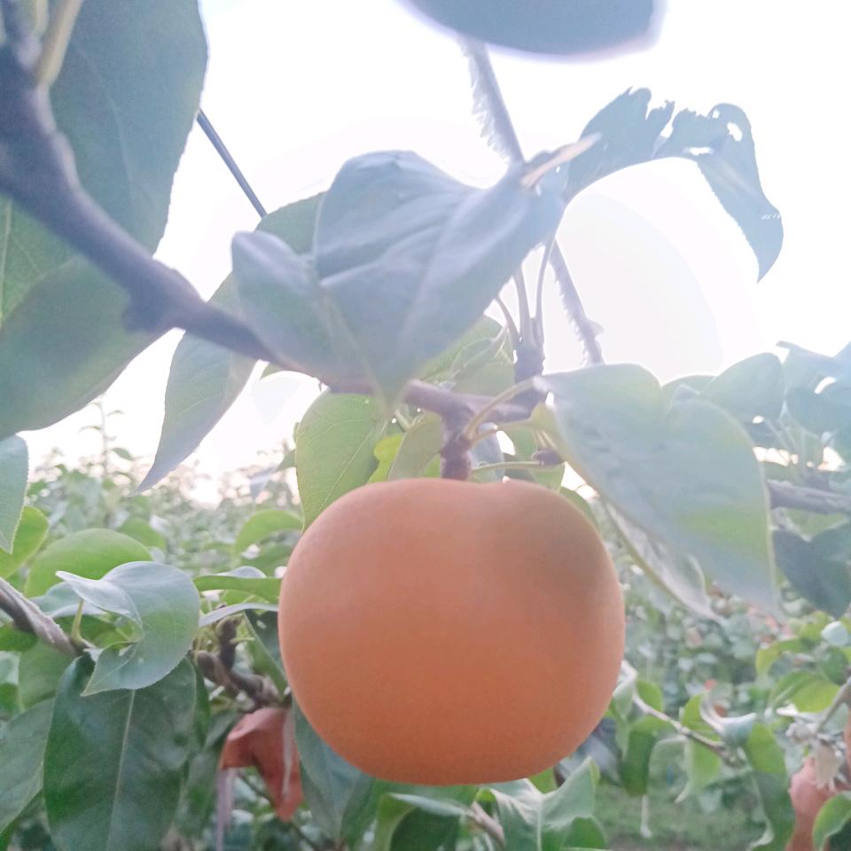 悟语