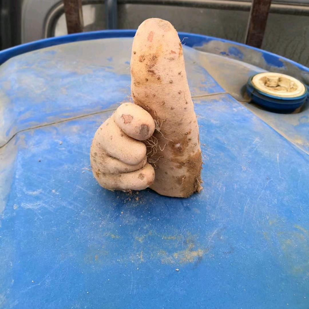 银川白玉山药~~赵腾冲