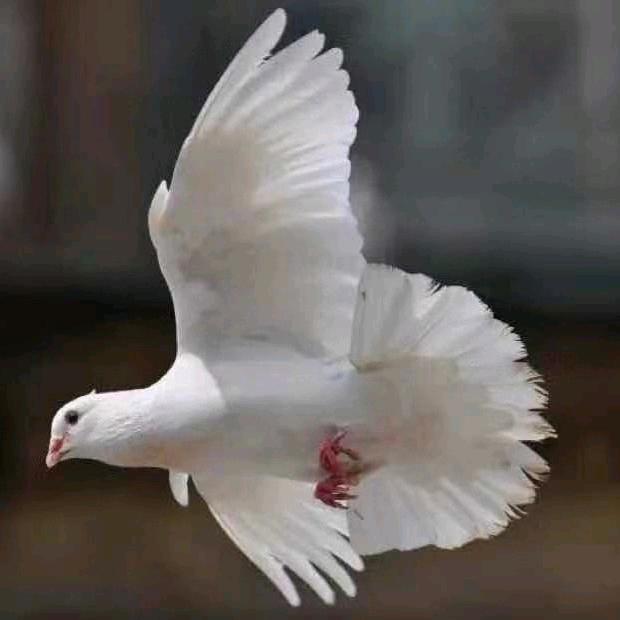 大鹏鸽业（欧牧德）