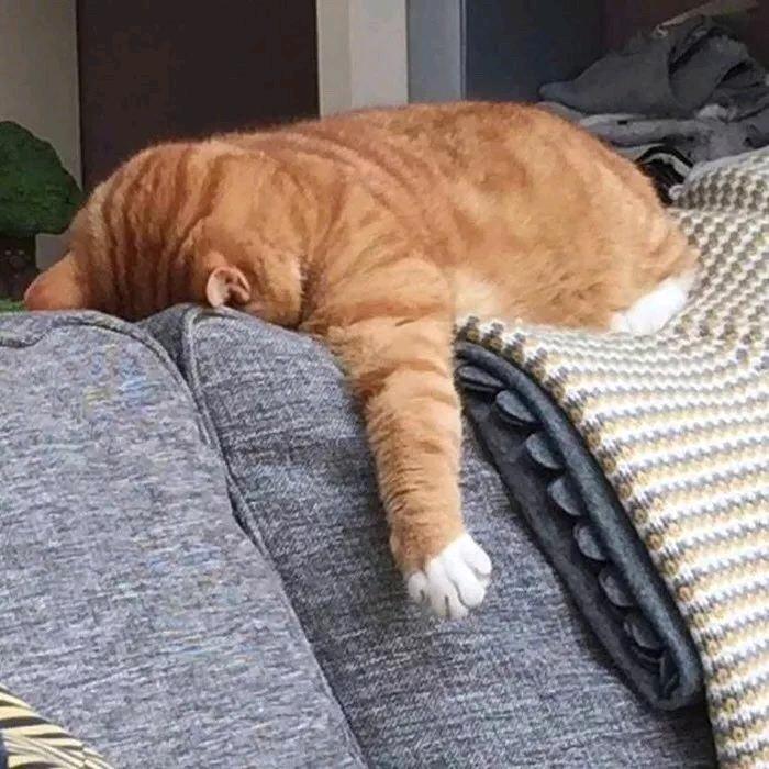 七安☜