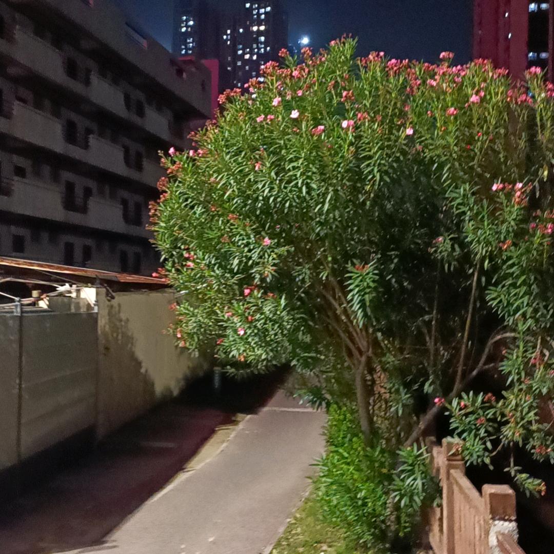 林君