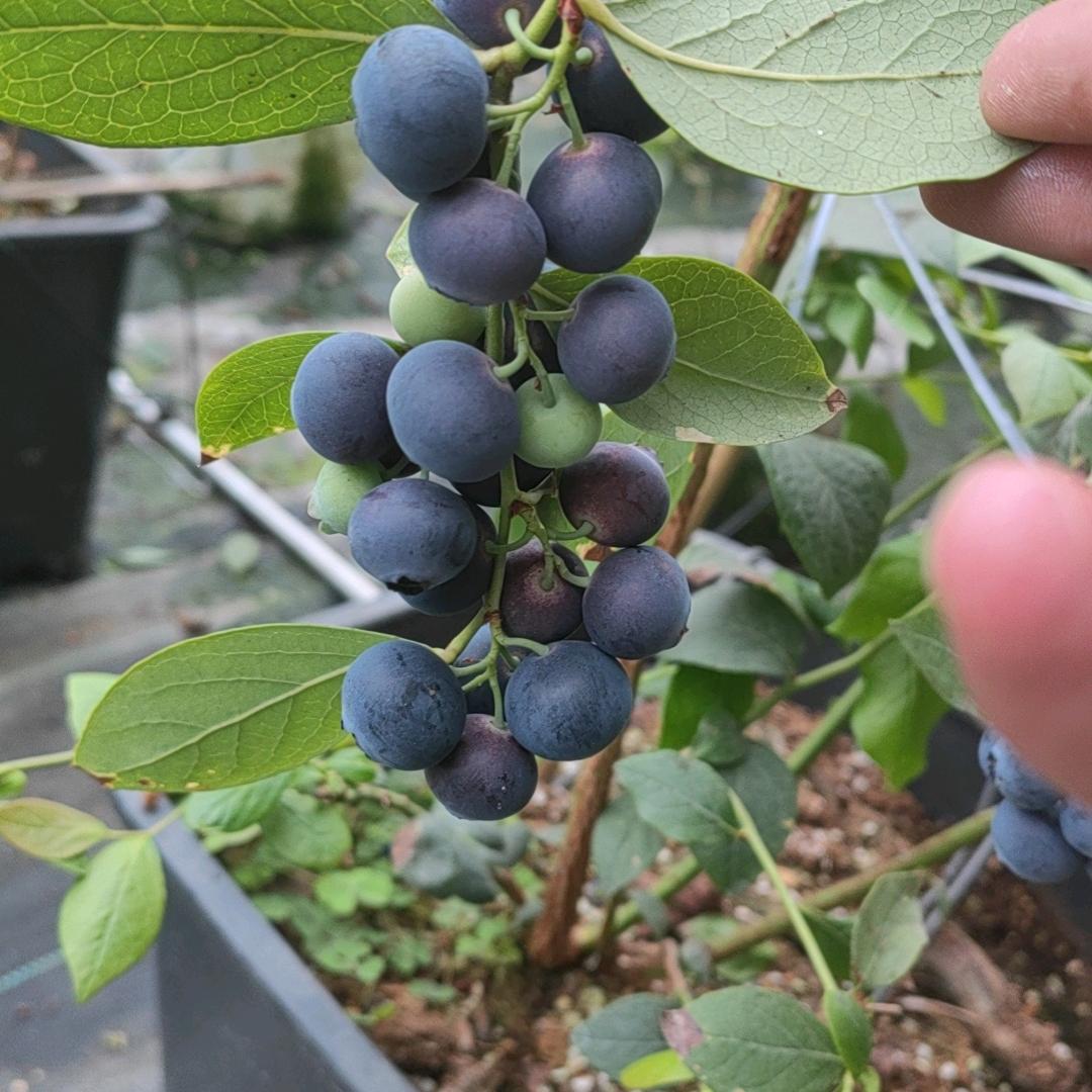 丹东果多莓农业科技有限公司