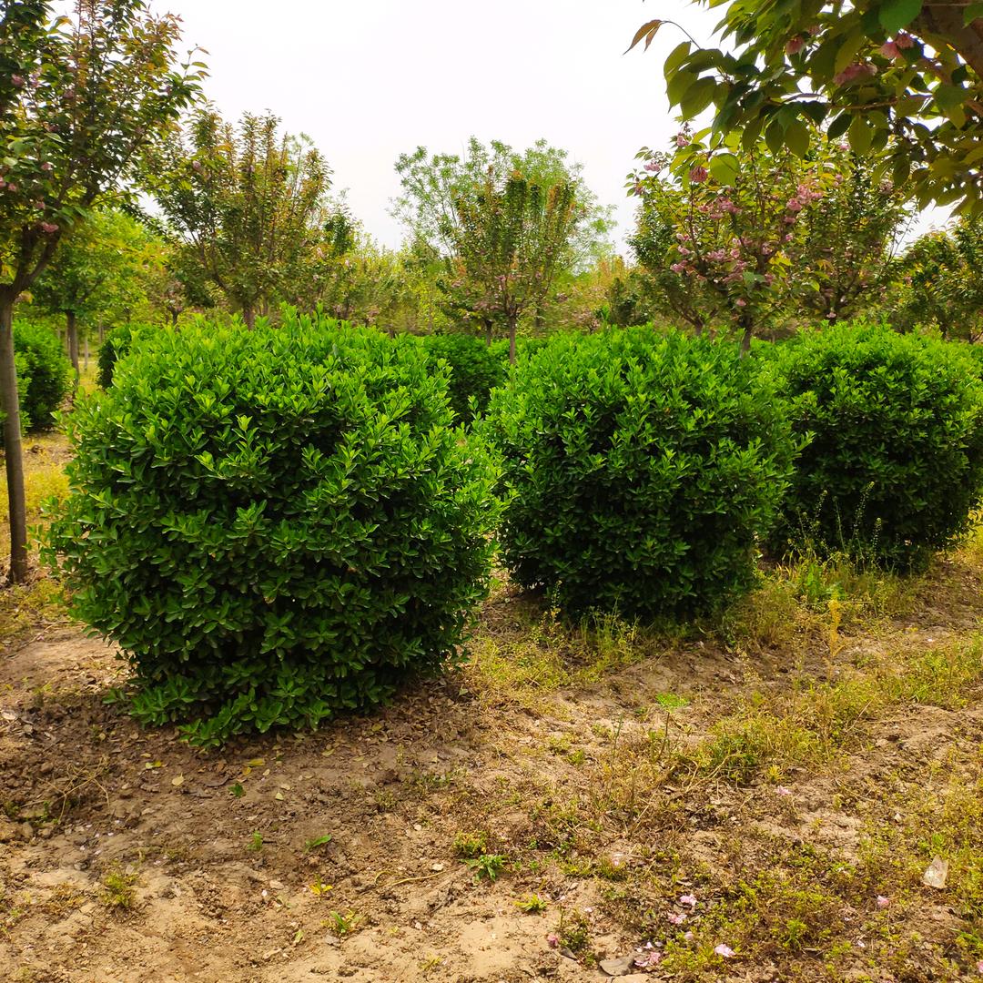 西安益绿苗木专业合作社刘宏卫